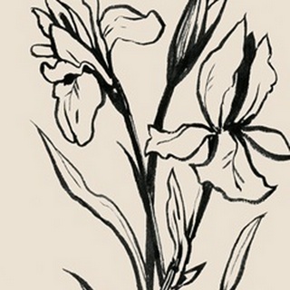 Iris Sketch IV