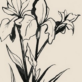 Iris Sketch III