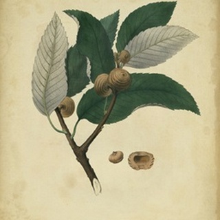 Engelmann Botanical VIII