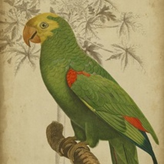 Parrot and Palm III