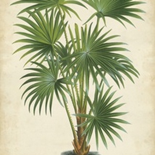 Palm of the Tropics IV