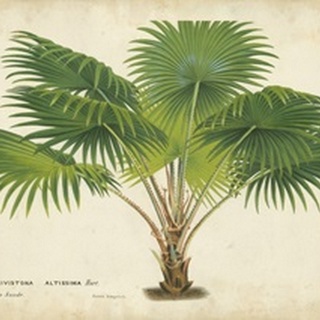 Palm of the Tropics V