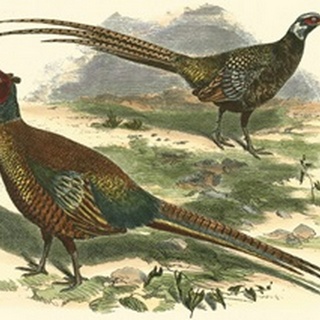 Bohemian Pheasant