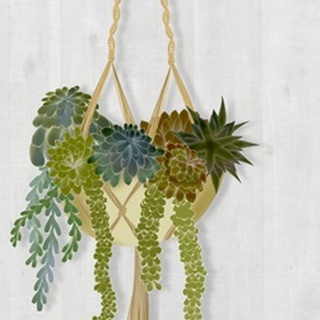 Hanging Basket Succulents 1