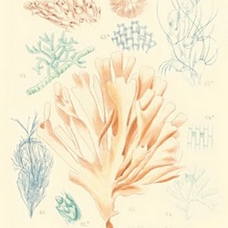 Delicate Coral IV