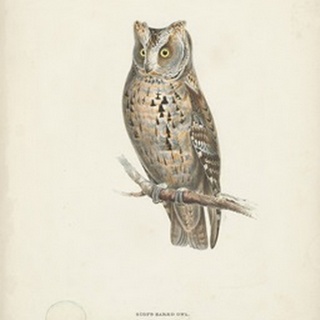 Scops- Eared Owl