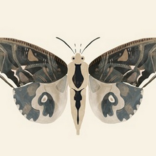 Neutral Moth II
