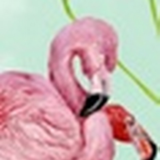 Pink Flamingo Collection D