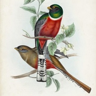 Gould Tropical Birds II