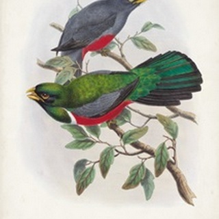 Gould Tropical Birds III