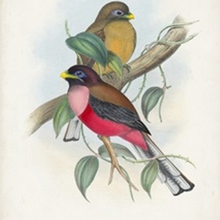 Gould Tropical Birds VIII