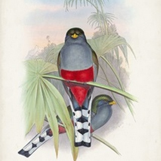 Gould Tropical Birds IV