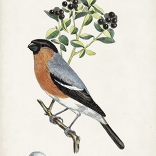 Antique Bird, Botanical & Egg IV