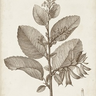 Antique Sepia Botanicals V