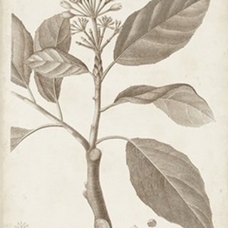Antique Sepia Botanicals IX