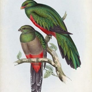 Gould Tropical Birds I