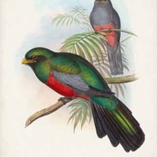 Gould Tropical Birds V