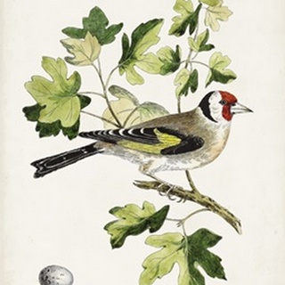 Antique Bird, Botanical & Egg III