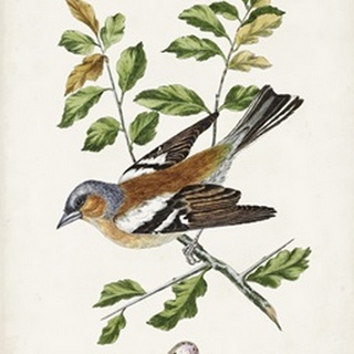 Antique Bird, Botanical & Egg II