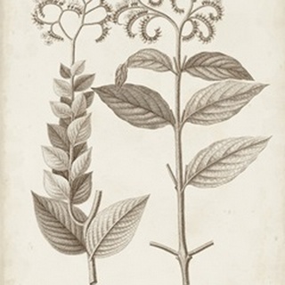 Antique Sepia Botanicals VI