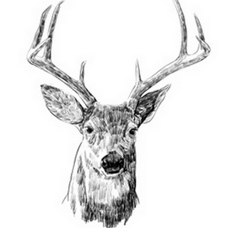 Young Buck Sketch III