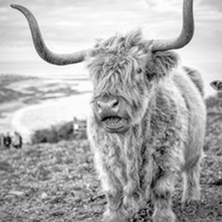 Highland Cows VI