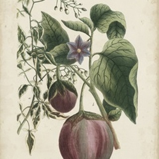 Exotic Weinmann Botanical IV