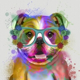 English Bulldog Rainbow Splash