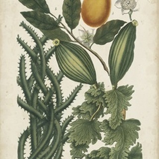 Exotic Weinmann Botanical III