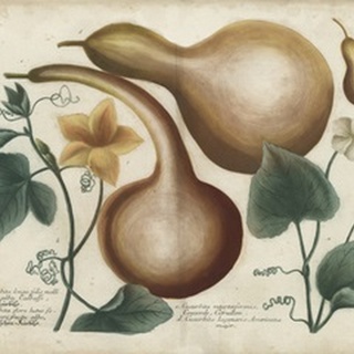 Exotic Weinmann Botanical I