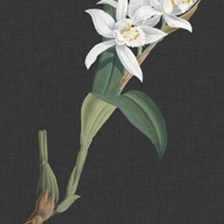 Orchid on Slate III
