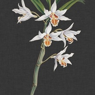 Orchid on Slate IV