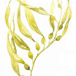 Olive Sea Kelp II