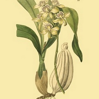 Ridgeway Orchids II