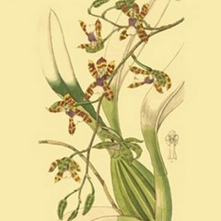 Ridgeway Orchids III