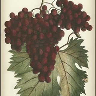 Red Grapes II