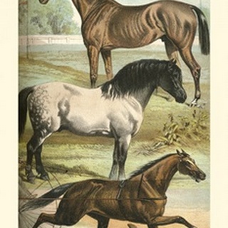 Johnson's Horse Breeds I