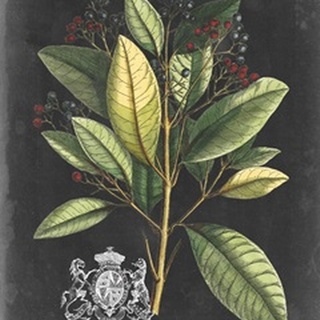 Royal Foliage IV