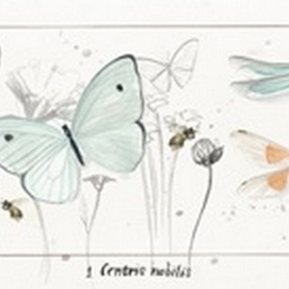 Summer Butterflies Collection D