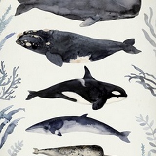 Whale Chart Collection B