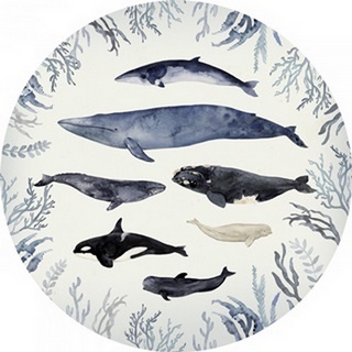Whale Chart Collection C