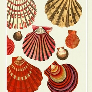 Red and Cream Clam Shells