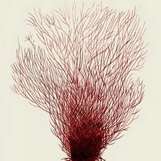 Red Corals 2 d