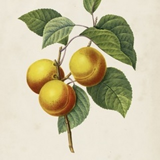 Redoute's Fruit I