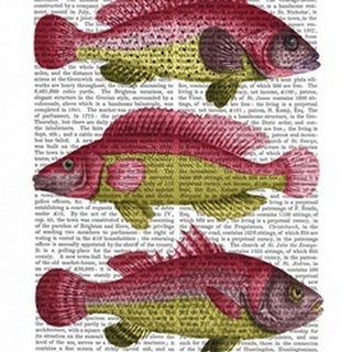 Red and Yellow Fantasy Fish Trio