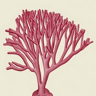 Red Corals 1 c