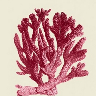 Red Corals 1 a