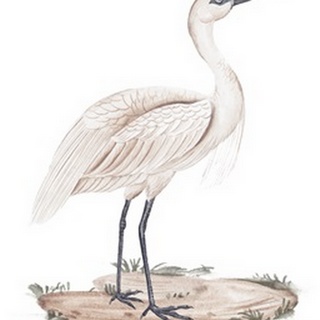 A White Heron II