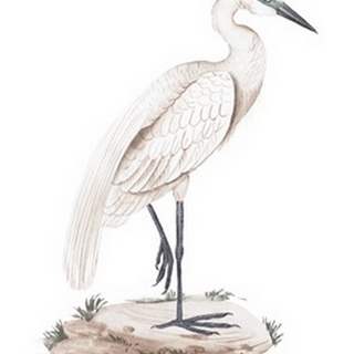 A White Heron IV