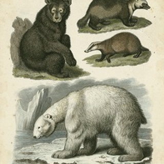 Brown Bear and Polar Bear